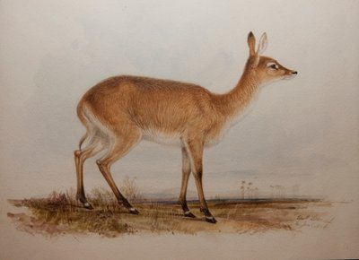 Red Lechwe, 1836 by Edward Lear